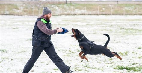 Top 10 police dogs and best guard dogs in the world 2017