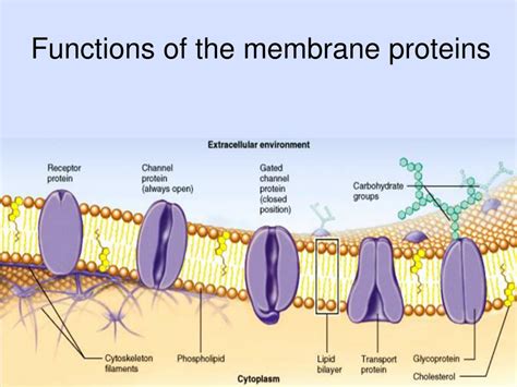 PPT - Membrane Structure and Function PowerPoint Presentation, free ...