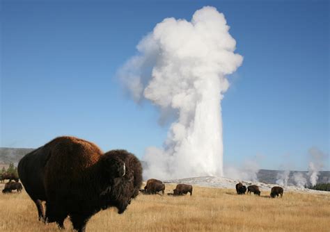 History & Little Known Facts About Old Faithful | BrushBuck Wildlife Tours