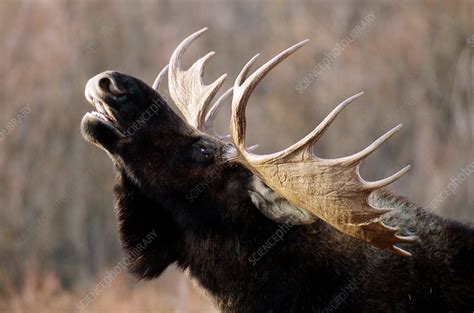 Male moose - Stock Image - Z952/0064 - Science Photo Library