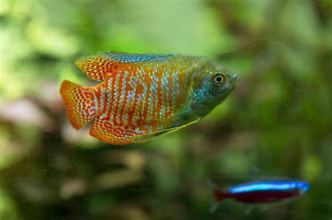 Dwarf Gourami Care Guide: Tank Mates, Lifespan, and Health