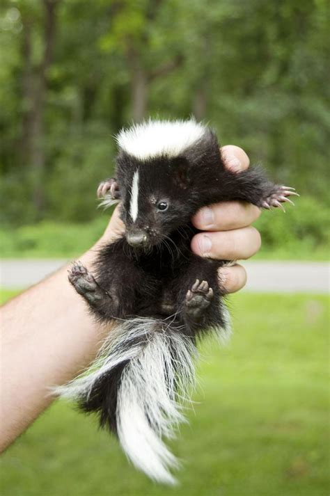 17 Baby Skunks That Will Make You Feel Better About Life