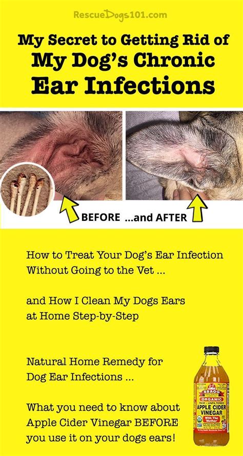 The Secret to Getting Rid of Ear Infections in Your Dog at Home in 2020 ...