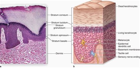 Layers of the Skin. The epidermis is the outermost layer of… | by Cindy ...