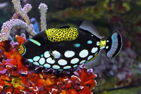 Blok888: Top 10 Most Beautiful Saltwater Fishes in the world