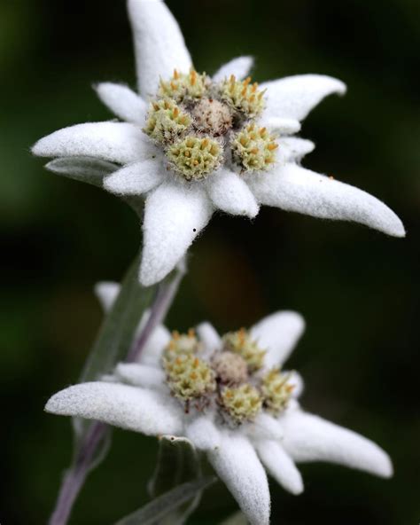 Edelweiss meaning - what is the history behind the flower of Alps?