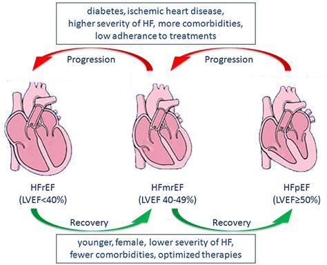 Frontiers | Heart Failure With Mid-range Ejection Fraction: A ...