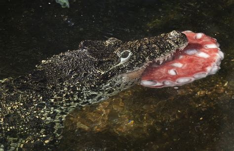 Smithsonian Insider – Cuban Crocodile | Smithsonian Insider