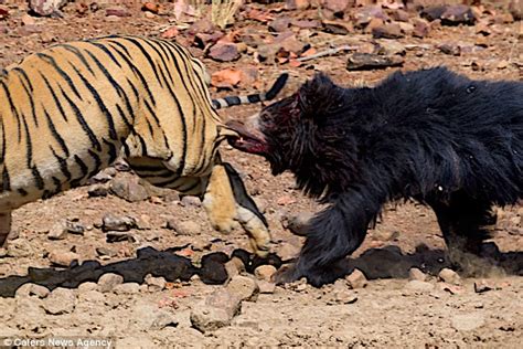 Video shows a tiger and bear fight in India | Daily Mail Online