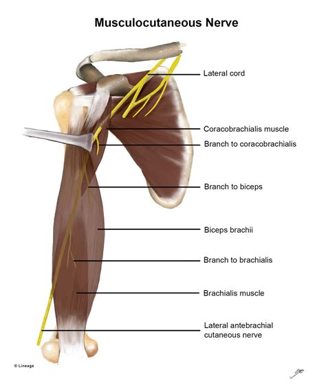 Musculocutaneous Nerve - MSK - Medbullets Step 1