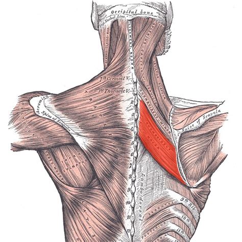 Rhomboid Major Muscle