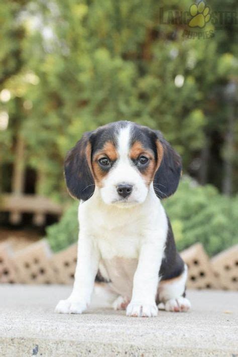 8 Beaglier Puppies ideas in 2021 | puppies, lancaster puppies, beaglier ...