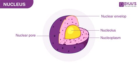 Organelle