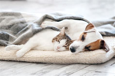 Cats And Dogs Sleeping Together