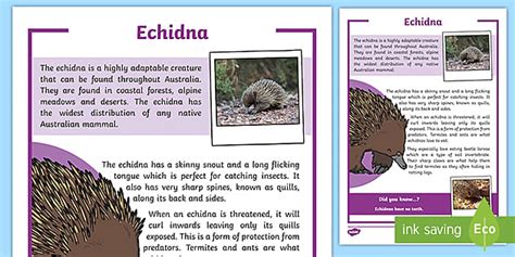 Australian Echidna Facts | Primary Resources | Twinkl