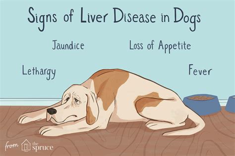 Liver Disease in Dogs