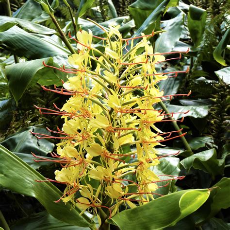 Ginger, Fragrant Gardenerianum – Easy To Grow Bulbs