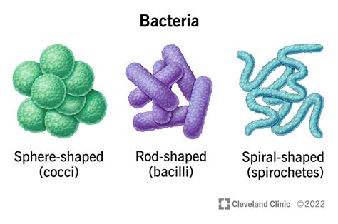 Types Of Bacterial Cells