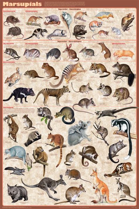 Marsupials poster - animals with pouches - all families presented ...