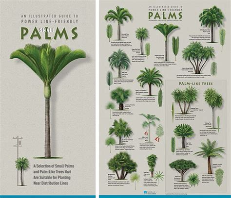 Plant the right tree in the right place | Palm trees garden, Palm tree ...