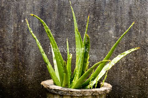 Aloe Vera Sunlight : Aloe vera plants are native to tropical regions ...