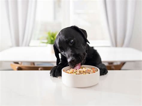 Benefits of a Dog Food Delivery Service - Pet Food Guide