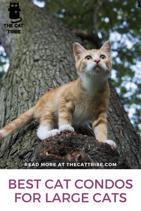 Best Cat Condos For Large Cats! Your Next Cat Condo Is Definitely One ...