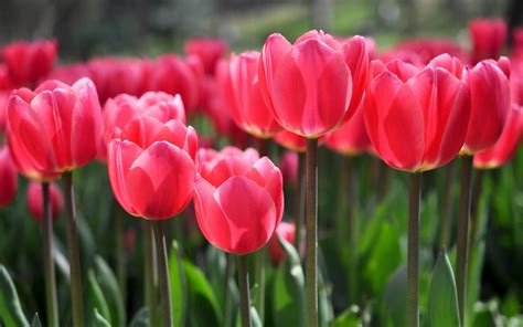 Hình nền hoa Tulip tuyệt đẹp