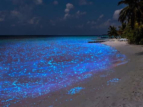 Vámonos a la playa bioluminiscente de Holbox a nadar con tiburones ...