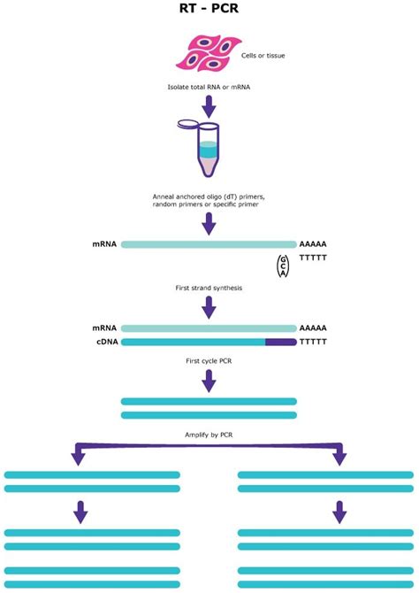 PCR Applications