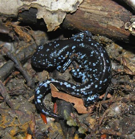 Blue Spotted Salamander: Facts, Characteristics, Habitat and More ...