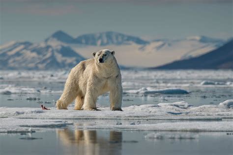 The Best Polar Bear Hunting Trips » Outdoors International