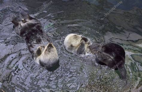 Portugal Lisbon Lisbon Oceanarium Sea Otter - Stock Photo , #ad, # ...