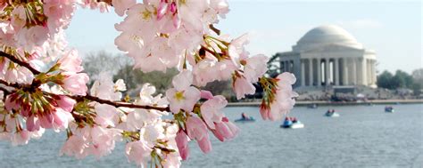 What to Know About the Cherry Blossoms in Washington, DC