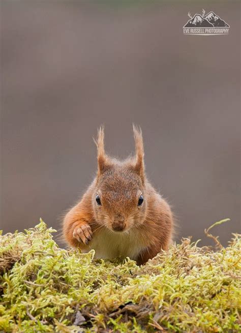 WILDWATCHER: Red Squirrels - Red Squirrel photography workshops & hide ...