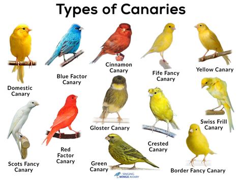 Types of Canaries: A Guide to Care, Lifespan, and Pictures