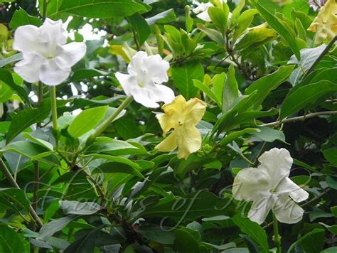 Brunfelsia americana - Lady of the Night