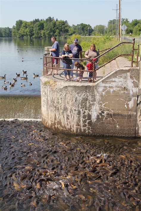 tourists throwing breads | Spillway @ Pymatuning State Park,… | Flickr