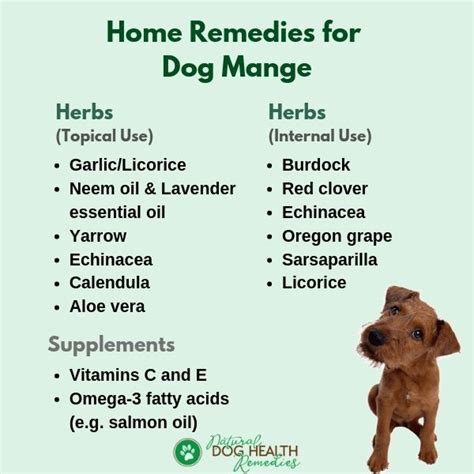 Home Remedies for Mange in Dogs & Puppies