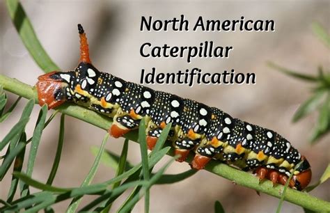 Caterpillar Types Identification