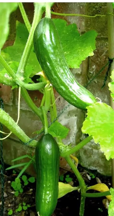 harvesting cucumber - Gardening ABC