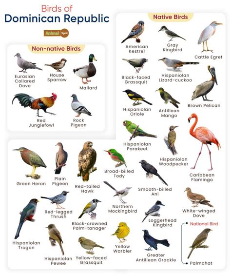 List of Birds Found in the Dominican Republic with Pictures