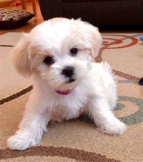 Shih Tzu – Affectionate and Playful | Puppy haircut, Maltese shih tzu ...