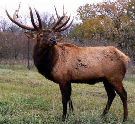 Elk Animal