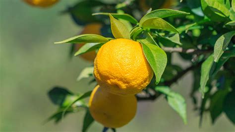 Japanese Yuzu: The Nation's Favorite Citrus Fruit | byFood