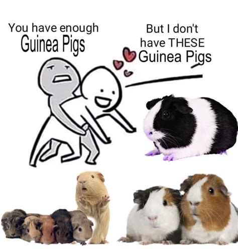 Guinea Pig Memes | Guinea pigs, Guinea pigs funny, Pet guinea pigs