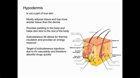 Hypodermis - YouTube