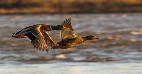 Central Region – Waterfowl Migration Reports | Grand View Outdoors