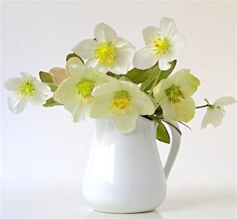 Helleborus - Lenten Rose Care and Varieties - Flower Magazine