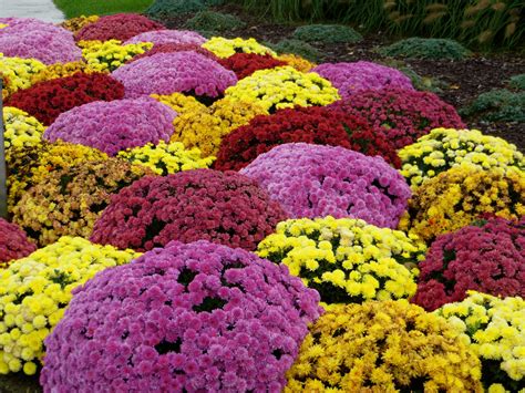 Planting Fall Mums in Georgia Gardens